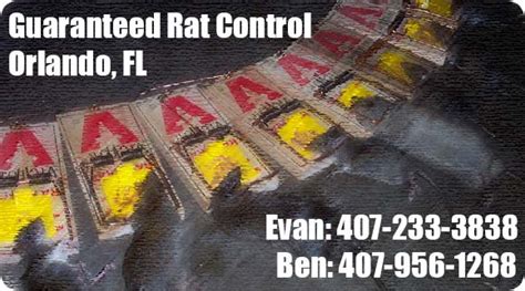 Pest Rat Control Near Me | Pest Control