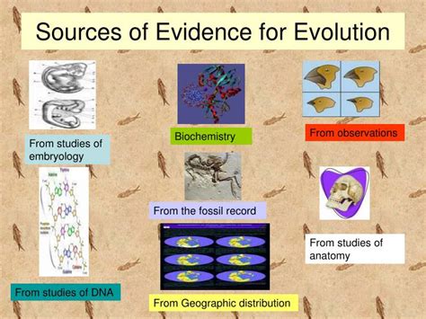 PPT - Biology 101- Evidence of Evolution PowerPoint Presentation - ID ...