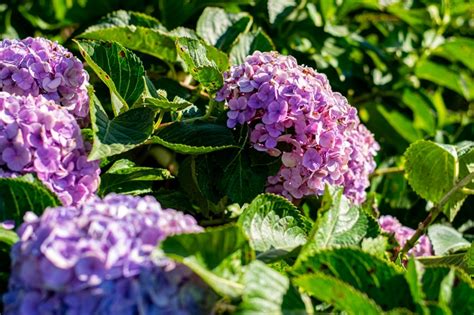 Low-Maintenance Shrubs - Oxford Insta-Shade