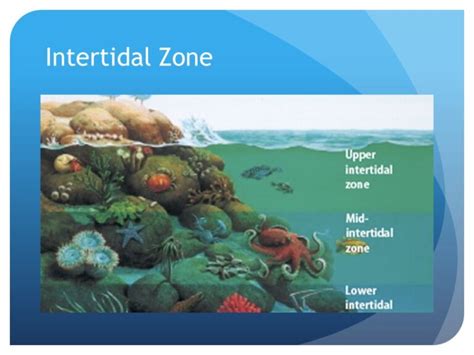 Intertidal Zone Characteristics | Intertidal Zone Animals & Plants ...