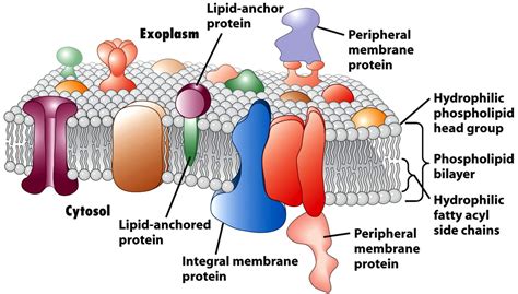 Membrane protein identification by shotgun proteomics - Creative ...