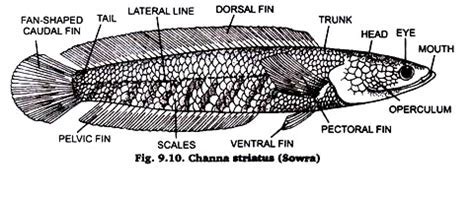 Channa Marulius Diagram • Bloraupdate™