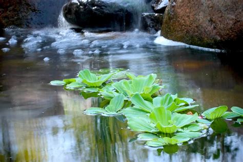 Pond Plants - 10 Popular Pond Plants | Aquascape Blog