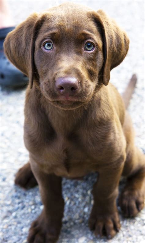 148 best Chocolate Brown Labrador images on Pinterest | Chocolate ...