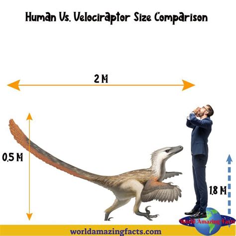 Velociraptor Size Comparison | Velociraptor, Fun facts, Real dinosaur