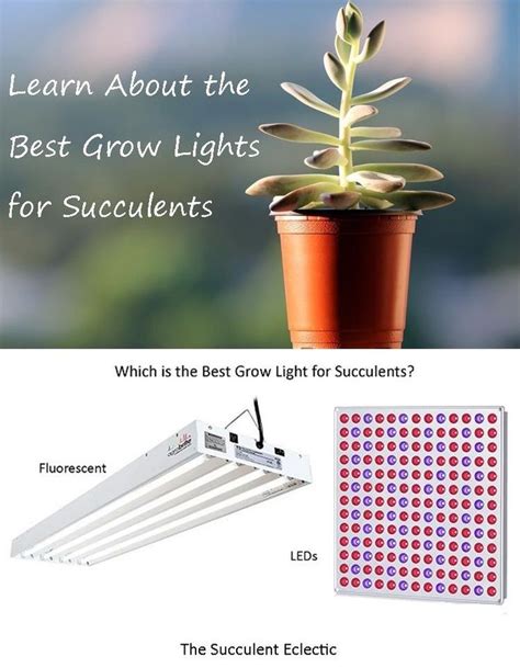 Grow Lights for Succulents | A Simple Guide | The Succulent Eclectic ...