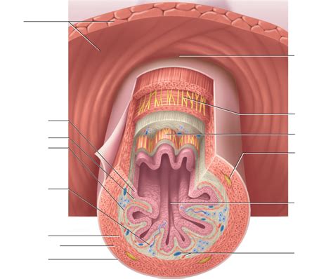 E) Layers of the Digestive Tract (Esophagus Model) Diagram | Quizlet