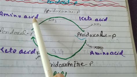 Mechanism of transamination - YouTube