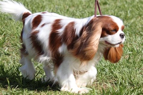 Cavalier King Charles Spaniel | Cavalier King characteristic ...