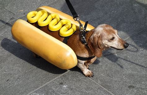 10 Sausage Dogs Dressed as Wieners for Hot Dog Day | The Dog People by ...