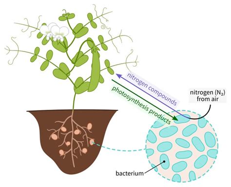 Why Is Rhizobia-Legume Symbiosis Important? » ScienceABC