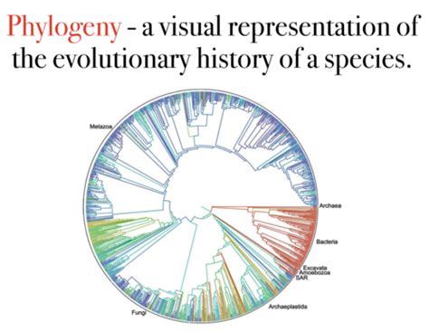 Evolution- Lec. 12 Molecular Phylogenetics Flashcards | Quizlet