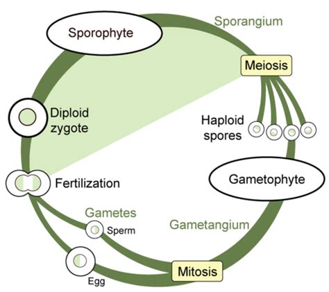 Plant Reproduction Diagram