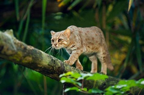 The rusty-spotted cat: habitat and characteristics