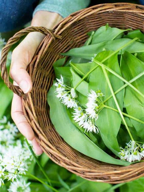 Flavorful Foraging: Exploring the World of Edible Plants