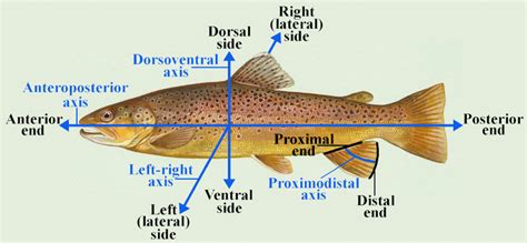 2: Anatomical Directions. Anterior is towards the head, posterior is ...