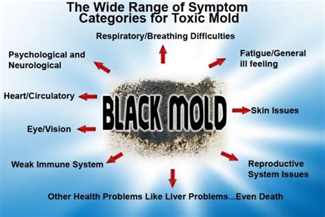 Toxic Black Mold Symptoms, Test, Removal & Health Effects