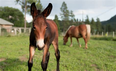 Veterinarians Race to Save Mule Foal Born with Organs Too Small for His ...