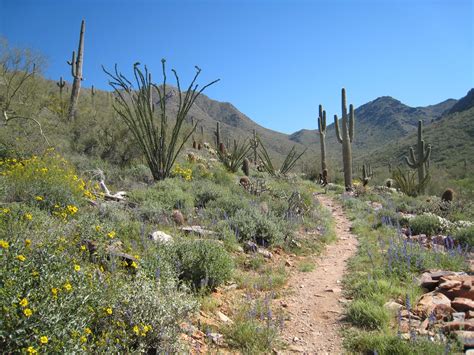 Sonoran Desert Wallpapers - Top Free Sonoran Desert Backgrounds ...