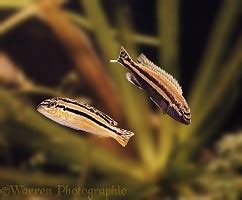 Lake Malawi Cichlids photo WP04878