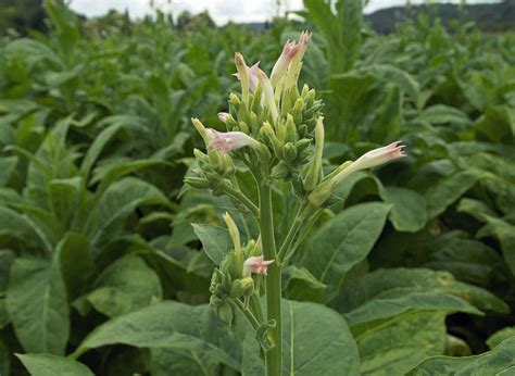 Tobacco | Diseases and Pests, Description, Uses, Propagation