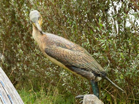 Cormorant | Art UK