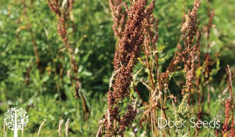 Nutritious And Delicious Plants Ripe For Winter Foraging | Garden ...