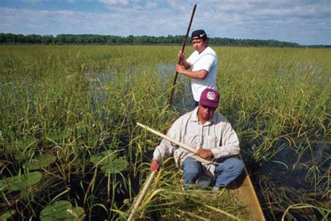 Harvesting Wild Rice