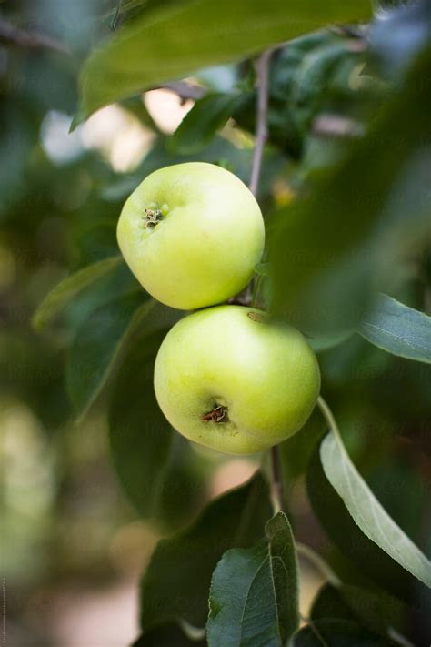 "Green Apples Growing In Orchard" by Stocksy Contributor "Sara ...