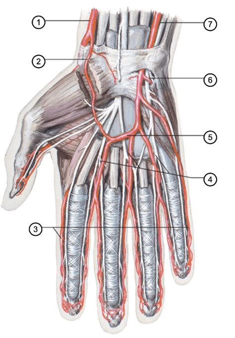 arteries of hand: palmar view Diagram | Quizlet