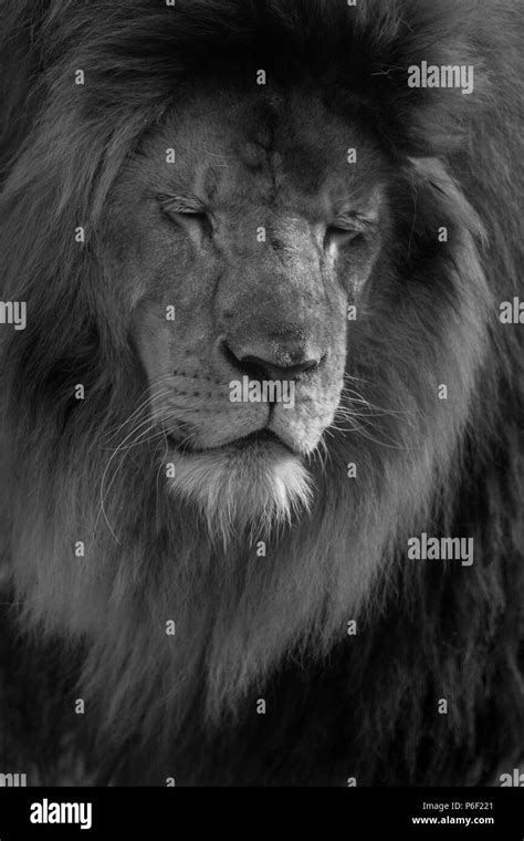 Angry lion Black and White Stock Photos & Images - Alamy