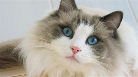 Blue Eyes Ragdoll Cat 1600 x 900 HDTV Wallpaper