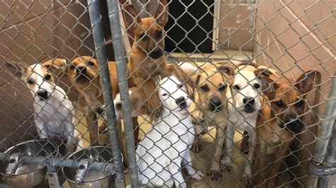 Petition · Make Illinois Government Fund Animal Shelters - United ...