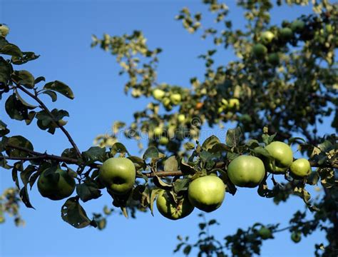 Green Apples Growing on a Tree Branch in the Apple Orchard Stock Photo ...