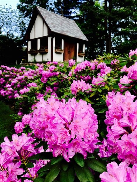 Zone Five and a Half: How or When to Trim Rhododendrons - Snap!