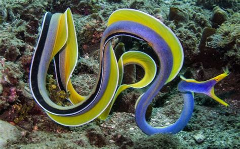 Ribbon eel - Alchetron, The Free Social Encyclopedia