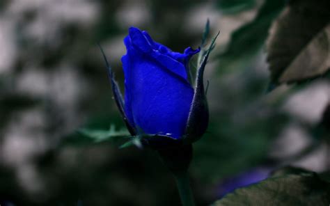 View Wallpaper Blue Rose PNG