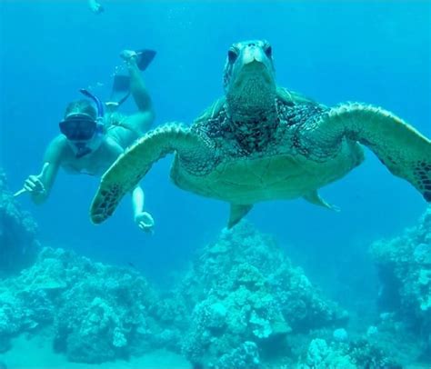 Snorkeling with sea turtles in Turtle Town, Maui | Snorkeling in Hawaii ...