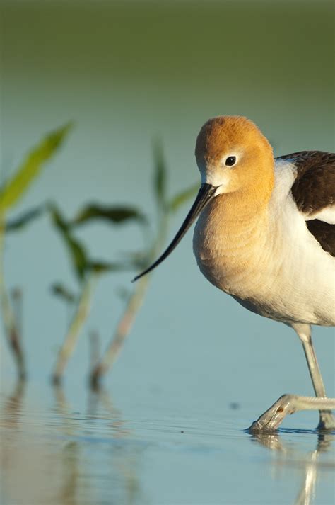 Avocet - NGPC.jpg | FWS.gov