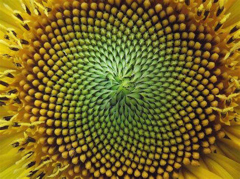 File:Fibonacci spiral.jpg - CSE231 Wiki