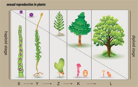 Plant Reproduction Diagram