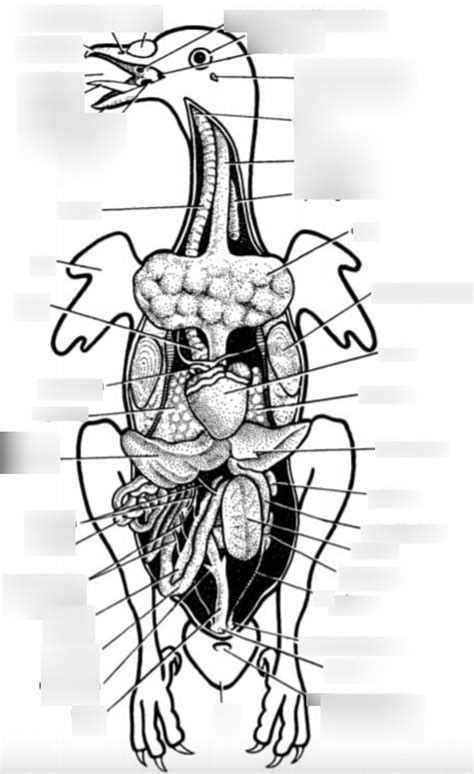 Pigeon Internal Anatomy Diagram | Quizlet