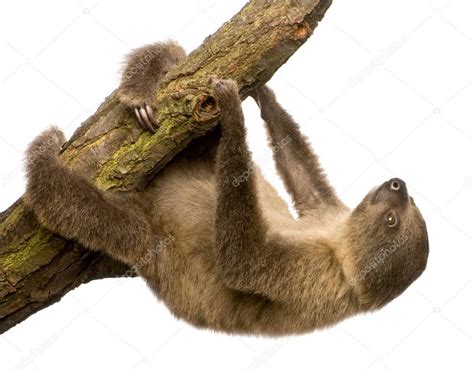 Baby Two-toed sloth (4 months) - Choloepus didactylus — Stock Photo ...