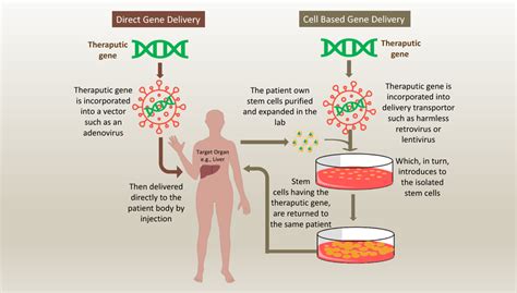 How genes are delivered to the human body during gene therapy ...