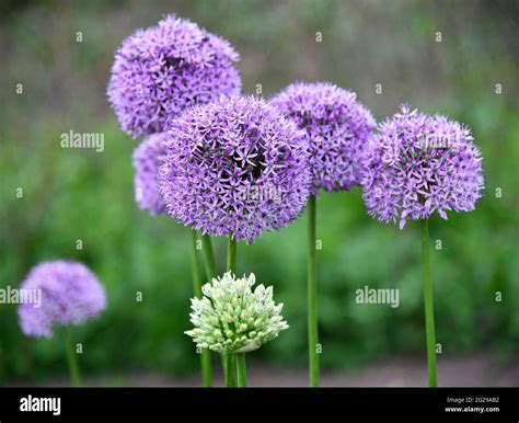 Allium nigrum in the garden Stock Photo - Alamy