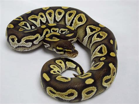 Ball Python, Mojave Male 2013 - Twin Cities Reptiles