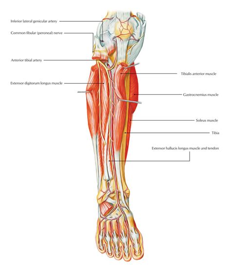 Posterior tibial pulse - tyxoler