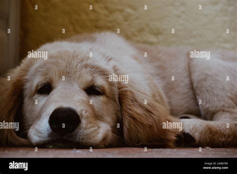 Golden retriever puppy sleeping Stock Photo - Alamy