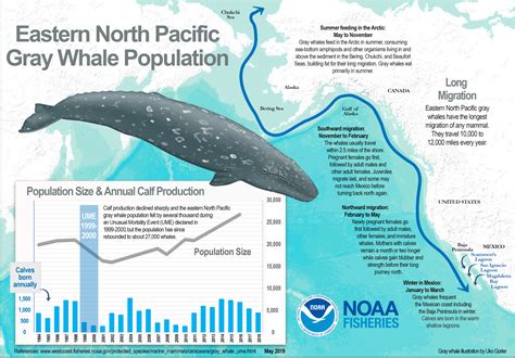 There and back again: Uncovering the mysteries of gray whale migration ...