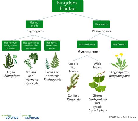 Plants And Fungi Flow Chart Plant Classification Chart Psychology | The ...